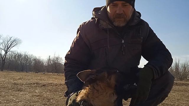 почему у овчарки не стоят уши ?