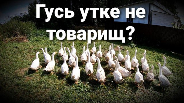 ГУСИ ЗАДОЛБАЛИ... И ОТПРАВИЛИСЬ В МОРОЗИЛКУ / ЗАБОЙ ГУСЕЙ / ВЕС ТУШКИ В 76 ДНЕЙ