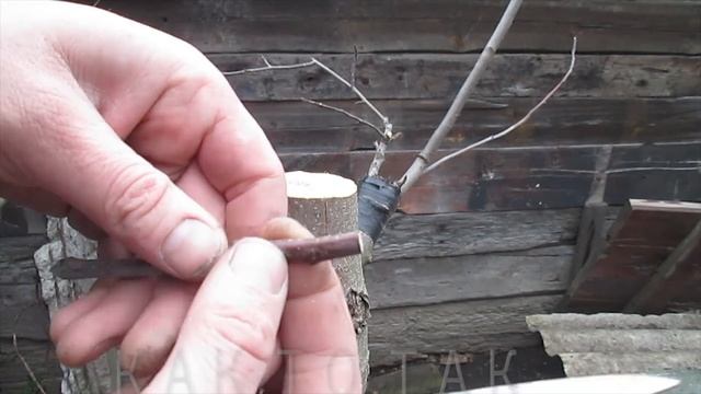 Прививка яблони. Как прививать. Дедовский проверенный метод.simple tree grafting.