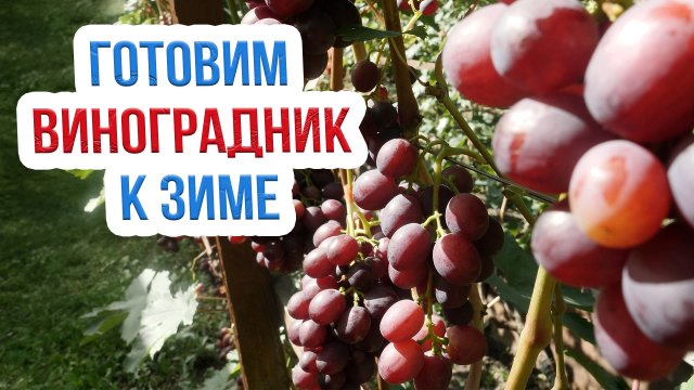 Уход за виноградом в сентябре: чеканка, нормировка кистей, полив, защита от болезней и заморозков