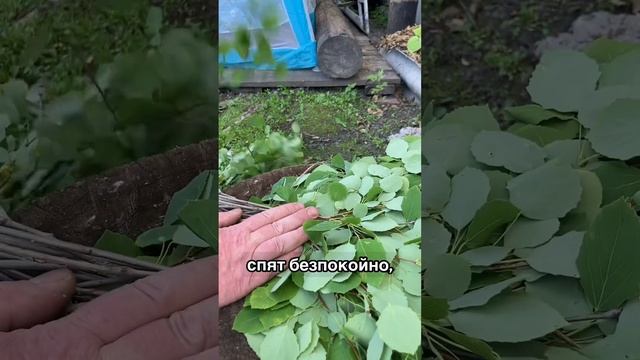 Всё про ОСИНОВЫЙ ВЕНИК для бани