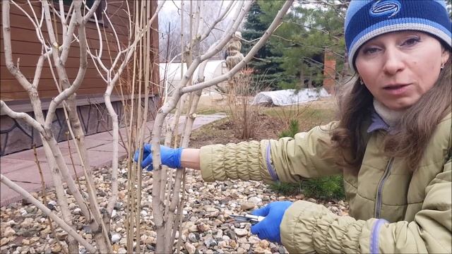 ? Как ОМОЛОДИТЬ старый куст СИРЕНИ l Компактная и Обильноцветущая СИРЕНЬ ?