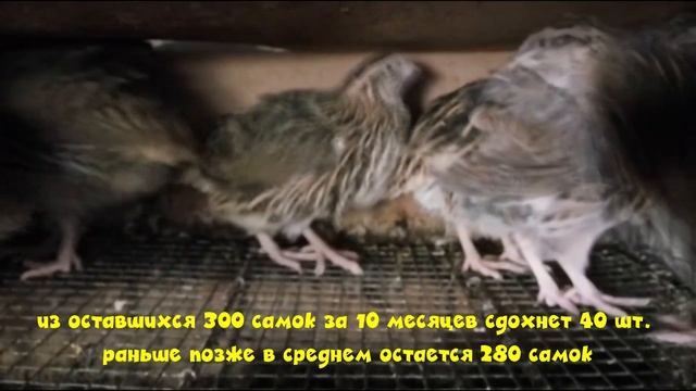 Бизнес на перепелах. Стоит или нет заниматься перепелами?