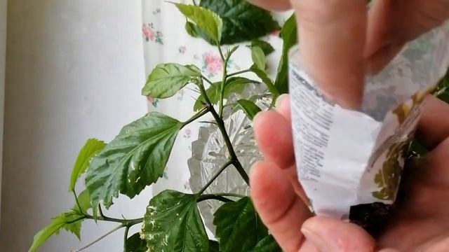 Роза Китайская Размножение черенками