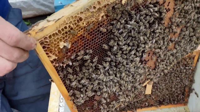 Пересадка пчелопакета на 6 рамках расплода в улей.