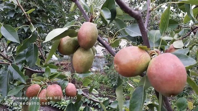 Груша Киргизская зимняя: обзор сорта