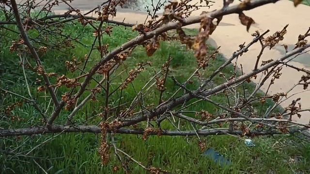 Monilia Монилиоз. Защитим свой сад