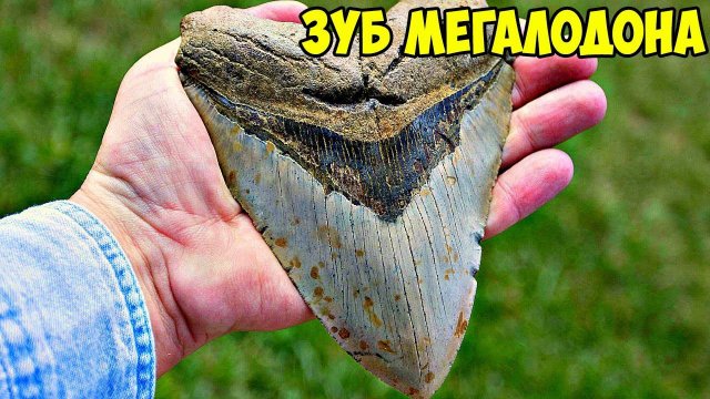 МЕГАЛОДОН - МИФ ИЛИ РЕАЛЬНОСТЬ?