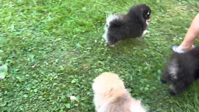 Миниатюрные Шпицы. У нас можно купить щенка Померанского ШПИЦА. Puppy Shpitz/ shpits