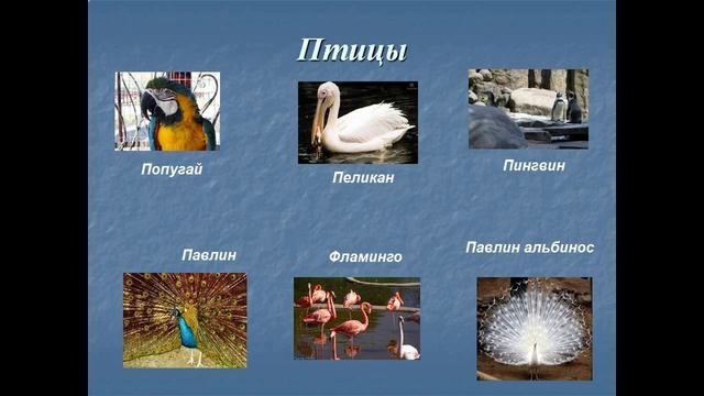 что такое зоопарк презентация 1 класс