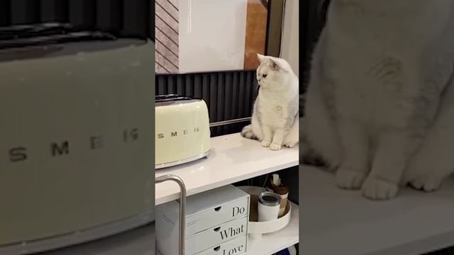 СМЕШНЫЕ ЖИВОТНЫЕ!!!