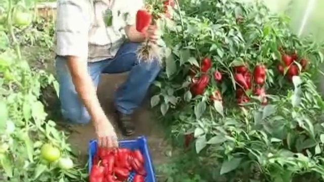 Сладкий перец