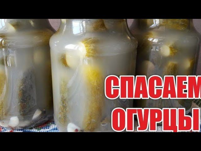 Что делать если помутнел рассол в огурцах? Спасаем огурцы!!!