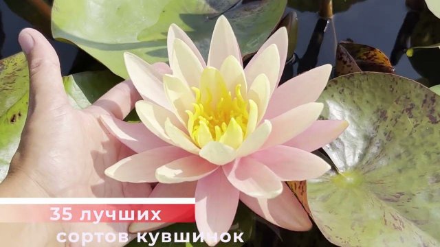 Питомник водных растений