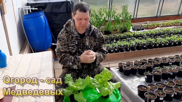 Как вырастить листовой салат в горшках без подкормки