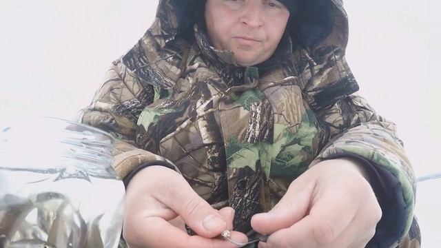 Ловля судака зимой. Как правильно насадить малька на мормышку.