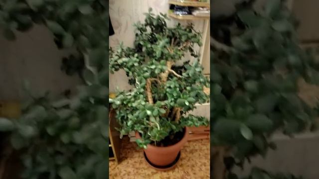 Мой маленький цветочек)))