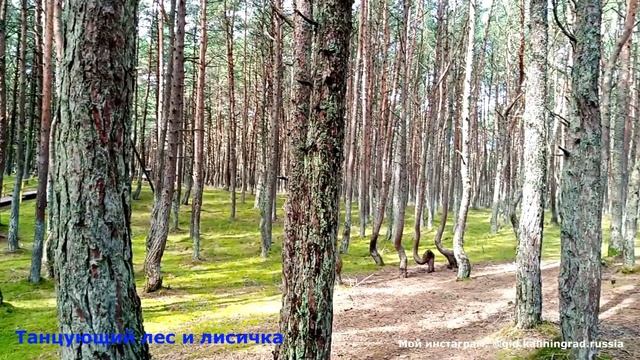 Гид по Калининграду | о себе | про Калининград | экскурсии