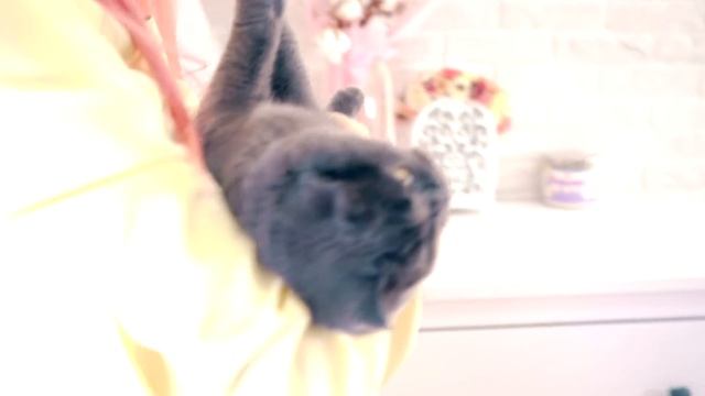 ДЕНЬ РОЖДЕНИЯ КОШЕЧКИ БАТТЕРС ! МОИ ПОДАРКИ НА ДЕНЬ РОЖДЕНИЯ!