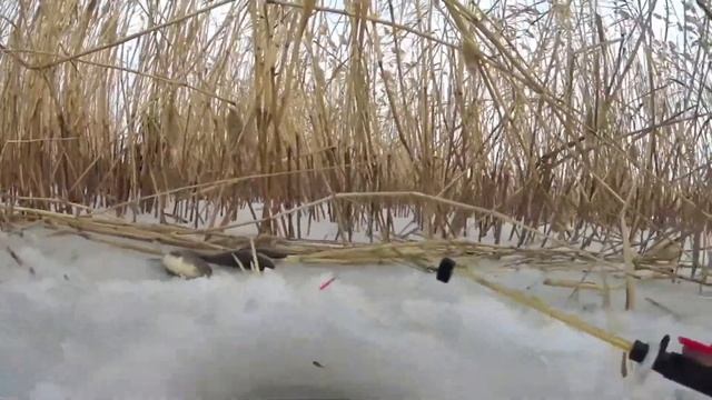 ЛОВЛЯ КАРАСЯ В ДЕКАБРЕ: КАК и где ЛОВИТЬ КАРАСЯ НА МОРМЫШКУ И ПОПЛАВОЧНУЮ УДОЧКУ.