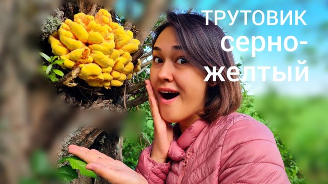 Гриб. ТРУТОВИК СЕРНО-ЖЕЛТЫЙ. рецепты приготовления. где растет.mov