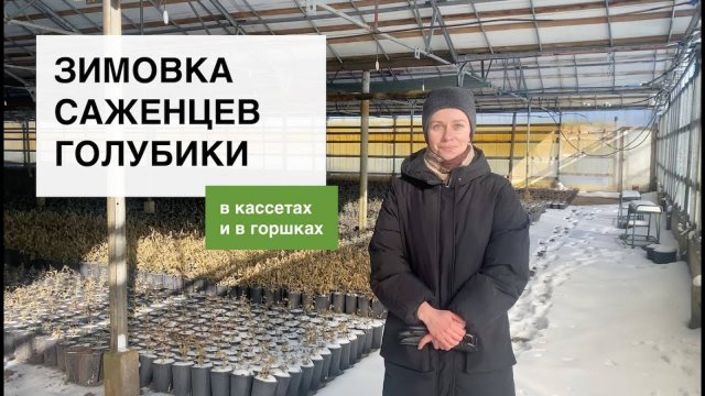 Зимовка саженцев голубики в питомнике. Лаборатория и питомник Ягодная долина