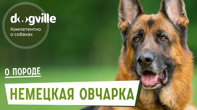Немецкая овчарка - О породе - Как выбрать щенка Немецкой овчарки?