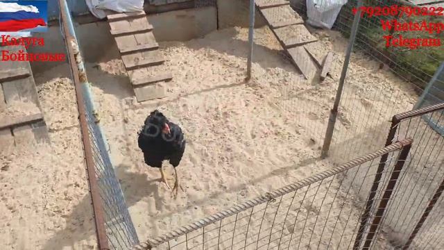 Выгул Птицы Калуги Бойцовые ?