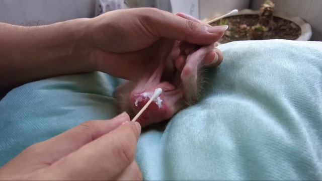 Baby monkey AKA Cried in Pain because His butt was Red and Inflamed