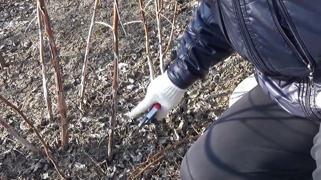 Обрезка ремантантной  малины на Кубани