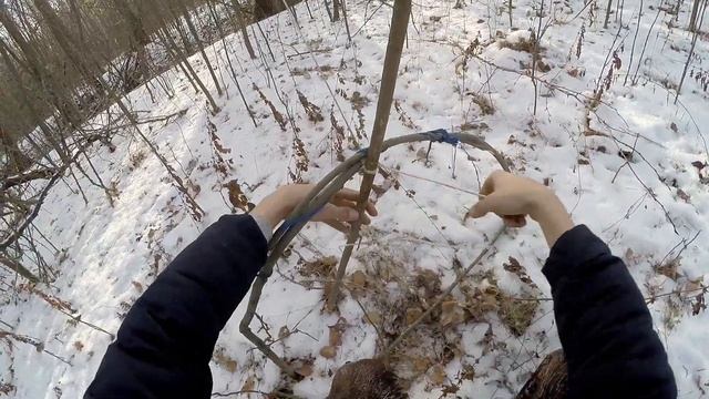 Ловушка на дикую утку |поймал утку / Как сделать ловушку на дикую утку