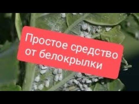 Белокрылки никогда не будет! Лучшее народное средство от белокрылки