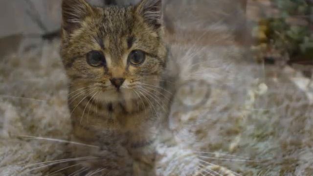 детский хор великан кошка беспородная