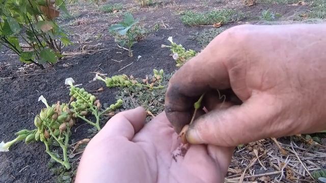 сбор семян табака