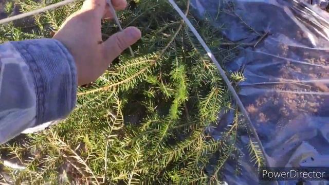 Укрываю виноград на зиму на северо-западе в Ленинградской области. Пошаговое видео.