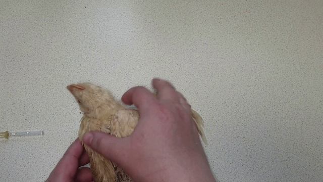 Бройлер падает на лапы. Что делать