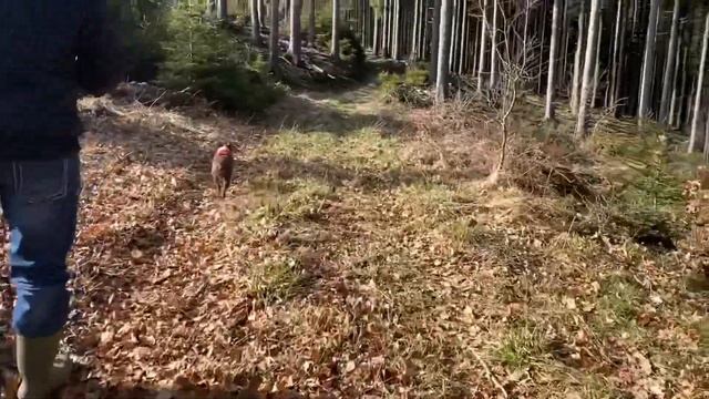 Плюсы и минусы породы Бостон Терьер | Всё о собке