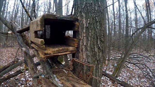 Охота на куницу. Медовая приманка (Будни охотника и рыбака)