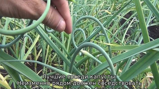 Что посадить рядом с капустой