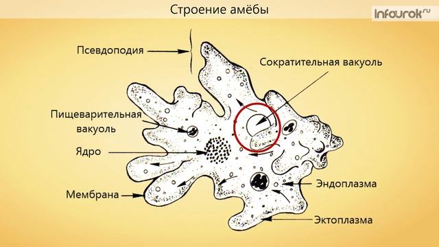 Подцарство Одноклеточные Тип Саркодовые Класс Саркодовые | Биология 7 класс #6 | Инфоурок