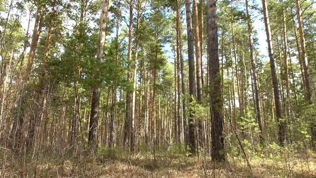 Божественное исцеление от холецистита Для женщин Сытин Г.Н.