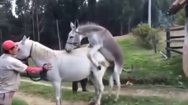 Donkey fucks a horse