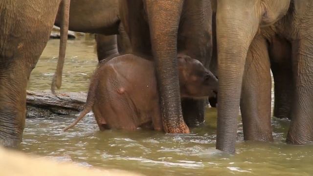 Baby Elephants. Детеныши слонов. Маленькие слонята.