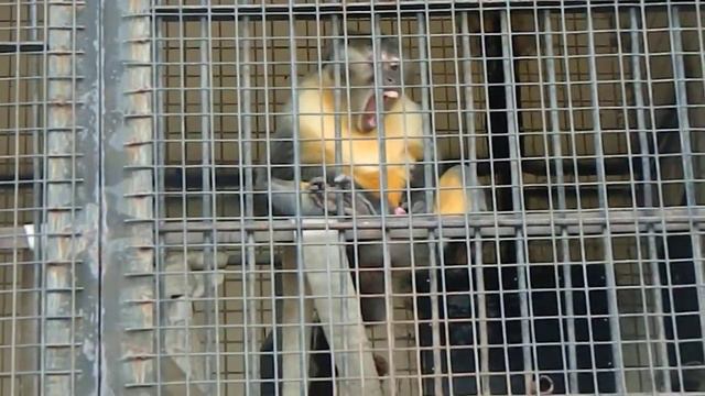 мастурбирующая обезьяна в киевском зоопарке.(смотреть до конца)