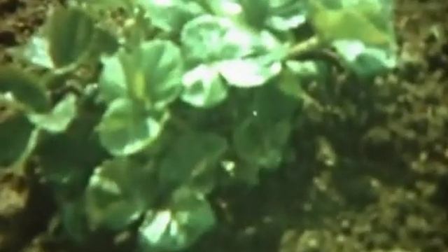 Размножение растений его частями