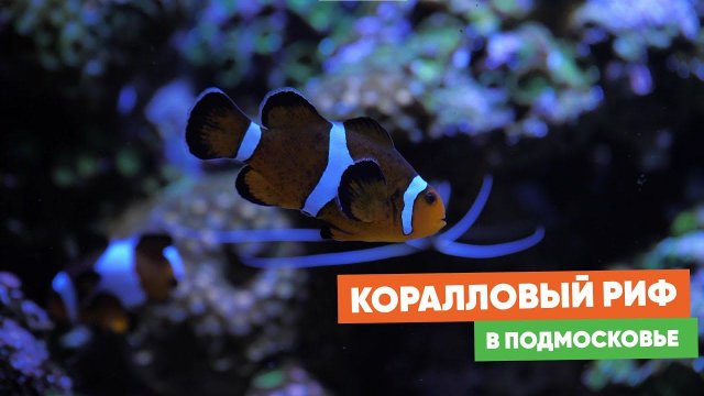 Морской аквариум — узнали все секреты у продвинутого владельца!