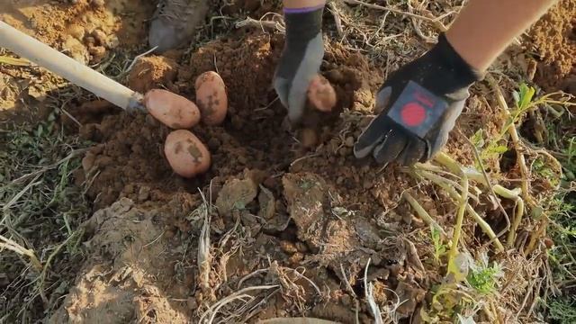 Мемфис - сорт картофеля для Юга.