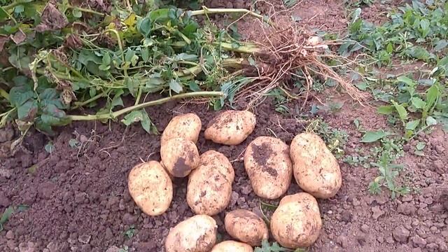 Картофель "Сынок"