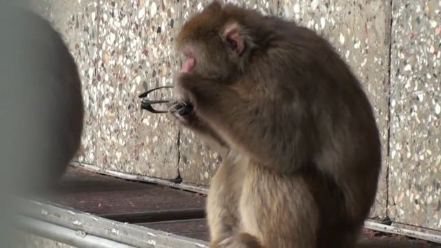 мартышка и очки