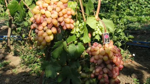 СОРТ ВИНОГРАДА ВИКТОР ХАРАКТЕРИСТИКА - ОПИСАНИЕ СОРТА ВИНОГРАДА ВИКТОР